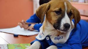 Genclik Hastaligi Nedir Kopeklerde Genc Hastaligi Insana Bulasir Mi Distemper Nedir