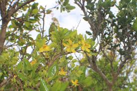 Image result for Ochna ovata