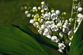 Conçu par isabelle doyen, parfumeur indépendant, comme une farandole de notes vertes, adoucies par la facette balsamique du. Pourquoi Est Ce Une Tradition D Offrir Du Muguet Le 1er Mai Ecotree