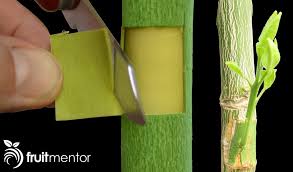 Choosing your tree and site; Patch Budding Citrus Trees Bud Grafting A Fruit Cocktail Tree