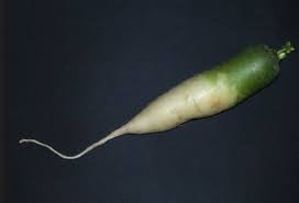 Senza condimento può essere servito in insalate o come guarnitura di piatti come il sashimi, o essere conservato sott'aceto. Daikon Proprieta E Ricette Idee Green