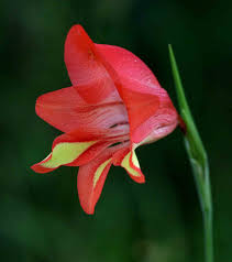 Image result for Gladiolus decoratus