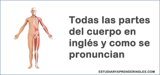 En los estados unidos el término epoc abarca dos enfermedades principales: Todas Las Partes Del Cuerpo En Ingles Y Como Se Pronuncian