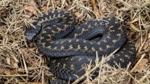 Padahal, kushina mencabuti rambut merahnya satu per satu untuk memberi tanda, tanpa diketahui oleh ninja kumogakure. 4 Arti Mimpi Membunuh Ular Pertanda Baik Atau Buruk