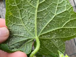 Image result for Mealybug cucumber