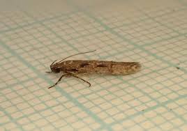 Image result for Telechrysis tripuncta