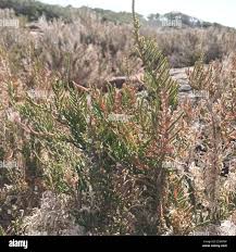 Image result for Sclerodactylon macrostachyum