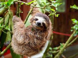 This Little Guy Is A Young 6 8 Months Old Three Fingered Sloth Being Cared For At The Jaguar Rescue Center Cute Baby Sloths Cute Sloth Pictures Sloth Facts