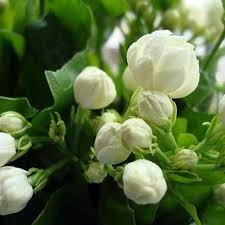 Jasmine is a perennial vine with white flowers that bloom in the summer and fall. Jasmine Flower Plant At Rs 10 Piece Jasmine Plants Id 13031297512