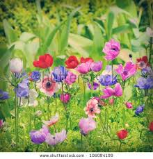 Flowers Of Anemone On Field Anemone Flower Seeds Flowers Online