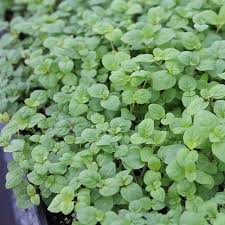 Tuesdaythoughtsour Micro Mint Imparts A Fresh Clean Scent And A Strong Menthol Flavour With Sweet And Smooth Overtones Clean Scents Fresh And Clean Flavors