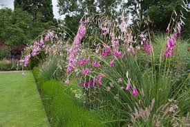 Image result for Dierama formosum/plowesii intermediates
