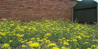It's all about regular maintenance either through hand weeding or herbicides. How To Get Rid Of Weeds In Your Lawn Permanently Plain Help