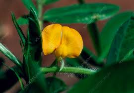 Image result for Arachis