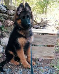 Gentle pets and strong watch dogs, gsds are noble, large, muscular dogs bred for their intelligence and working ability. Long Haired King German Shepherd Puppy Shepherd Puppies German Shepherd Puppies German Shepherd Dogs