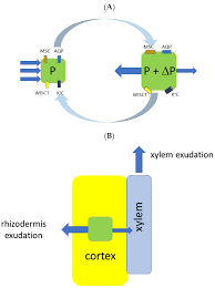 Opposite of turgid plant cell is a. Plants Free Full Text A Quest For Mechanisms Of Plant Root Exudation Brings New Results And Models 300 Years After Hales Html