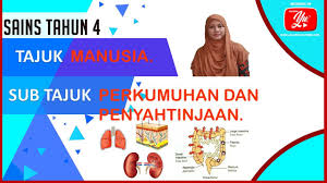 Dalam tajuk sifat bahan, sains tahun 4. Sains Tahun 4 Unit 2 Manusia Proses Perkumuhan Dan Penyahtinjaan Youtube