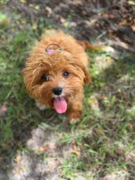 Has anyone seen a 16-week-old support dog?