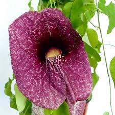 Image result for Aristolochia hockii