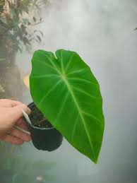 Image result for Remusatia