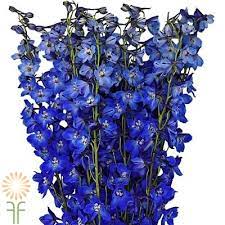 Dark Blue Belladonna Delphinium Wholesale Flowers Diy Wedding Flowers