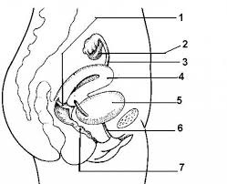 Female Reproductive System Images Diagram Koibana Info Reproductive System Female Reproductive System Human Anatomy Drawing