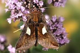 Image result for Autographa bractea