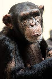 Chimpanzee Chimpanzee Animals Beautiful Monkeys Funny