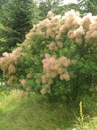 Cotinus Coggygria Gewohnlicher Peruckenstrauch Peruckenstrauch Pflanzen Kubelpflanzen