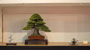 A bonsai has a thin layer of soil on its branches and leaves, while a regular tree is surrounded by a thick layer of soil on its roots. Choosing A Bonsai Pot For Your Tree Bonsai Empire