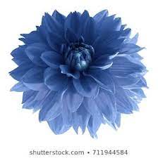 Blue Dahlia Flower Isolated On White Background With Clipping Path Closeup No Shadows Nature Blue Dahlia Dahlia Dahlia Flower