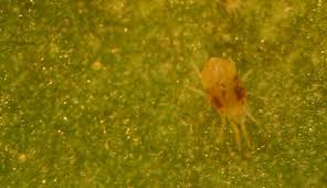 Image result for spotted spider mite