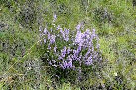 Image result for Manulea conferta