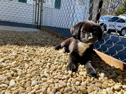 Rain pet rescue orlando fl. Pet Adoptions Rise During The Pandemic