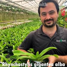 Image result for Rhynchosia alluaudii