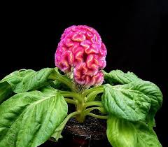 Celosia Argentea Common Cockscomb Crested Celosia Cool Plants Plants Garden Spaces