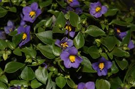 Image result for Exacum