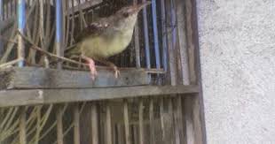 Suara tir tir yang di iringi suara burung prenjak jantan. Cara Paling Mudah Ternak Burung Ciblek