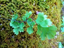 Image result for Adiantum capillus-veneris