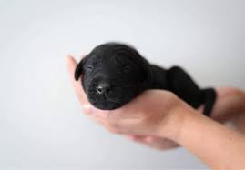 We invite you to come visit us on our website. Labrador Puppies For Sale In Crumlin County Antrim Under 1 500