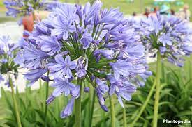 The Lily Of The Nile Flower Agapanthus Plant How To Grow And Care Plantopedia