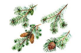 Branches Of Spruce And Pine Png Watercolor Set Graphic By Mystocks Creative Fabrica Leaf Art Watercolor Botanical Flowers