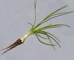 Image result for Isoetes