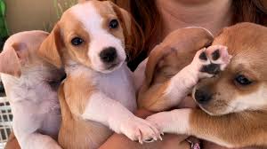 The concept of animal aromatherapy is something that is relatively new. Inglewood Animal Rescue Works To Keep Adopted Animals In Their Homes Abc7 Los Angeles