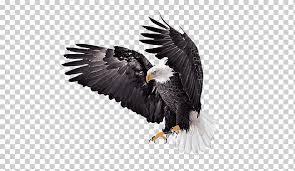 Long live the mighty eagle tattoo. Bald Eagle Vulture Beak Animal Bald Eagle Tattoos Png Klipartz
