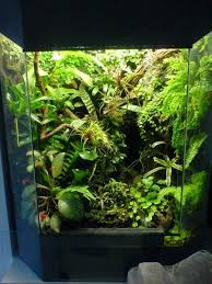 Pin On Paludarium Vivarium