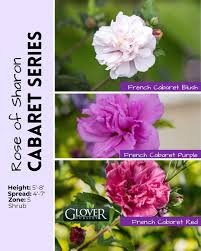 Image result for Hibiscus torrei