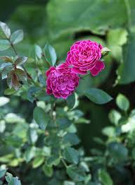 Image result for Margaretta rosea