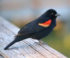 Birds Of Northern Indiana Red Winged Blackbird Indiana Audubon Society Black Bird Red Wing Blackbird Beautiful Birds
