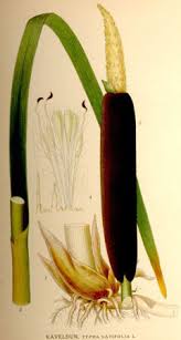 Image result for Typha